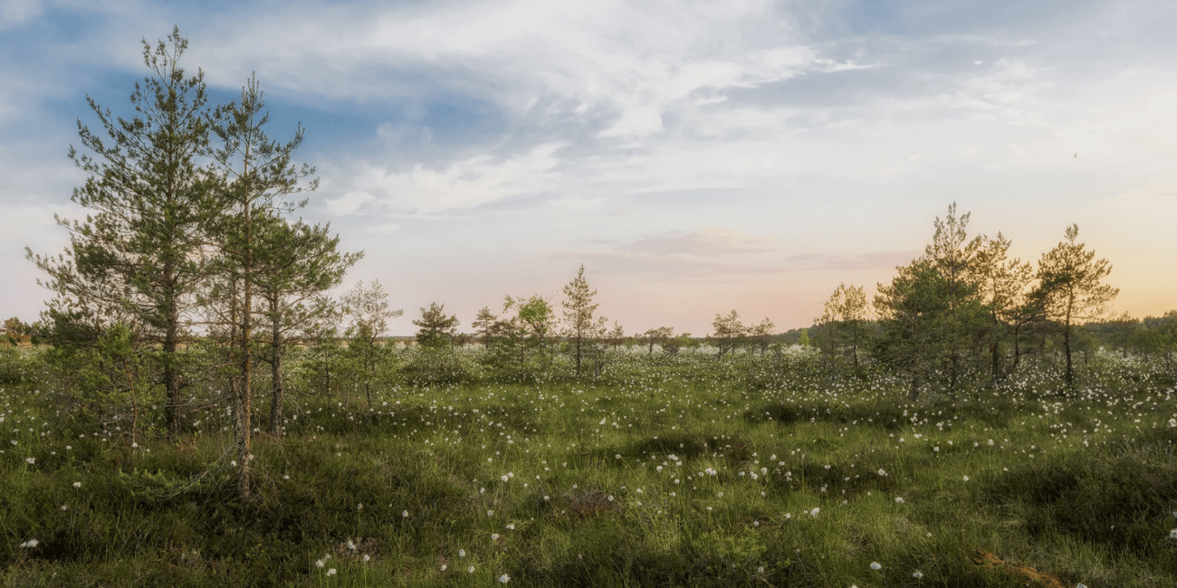 nature of estonia 