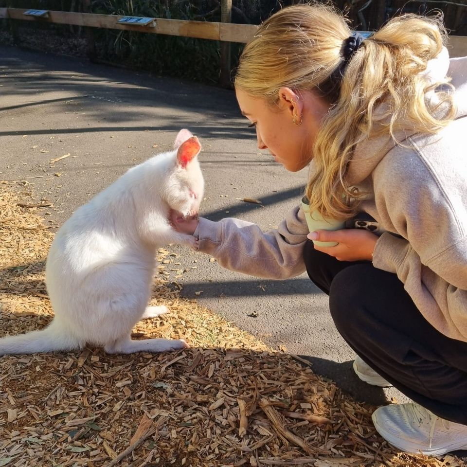 student petting kangaroo sydney australia