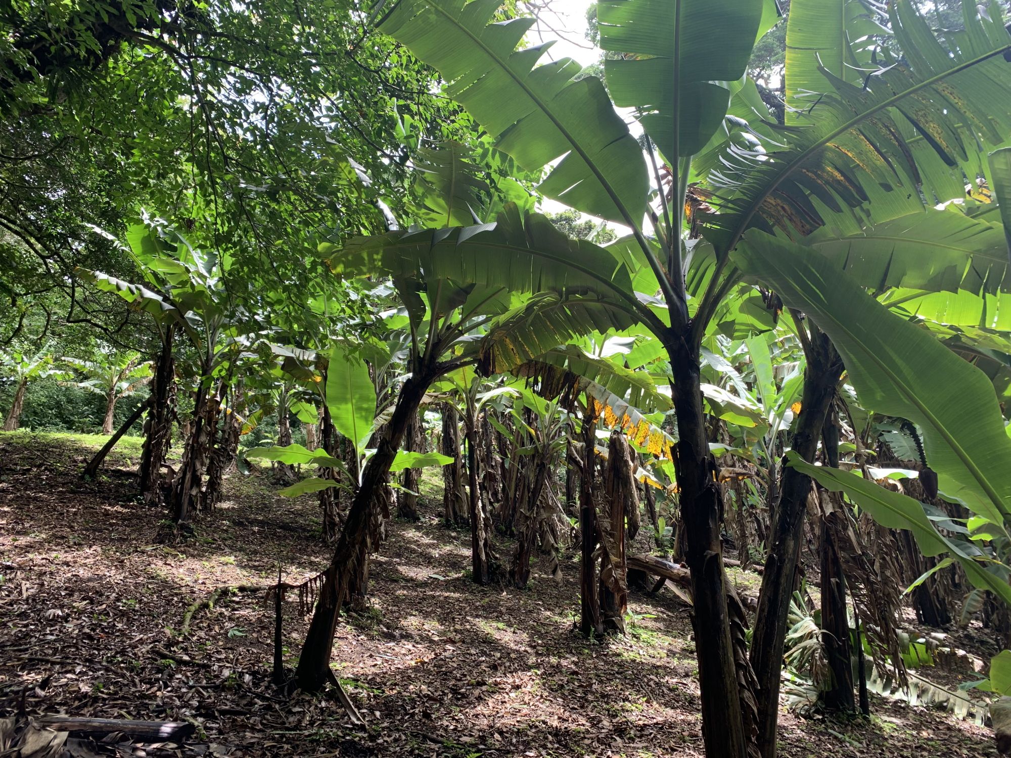 Breathe Through Your Nose And Other Tips For Exploring The Rainforest 