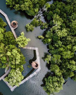 singapore mangrove reserve overhead