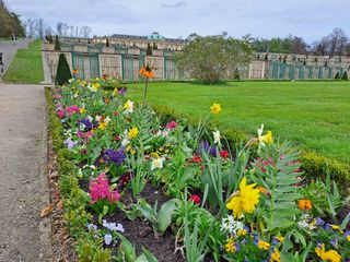 Spring flowers in Berlin garden