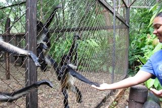 Students provide food to monkeys at the museum