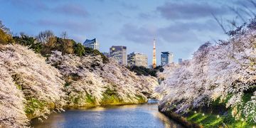 Tokyo Tower in between cherry blossoms