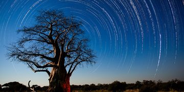 gaborone-bao-bab-tree-star-trails