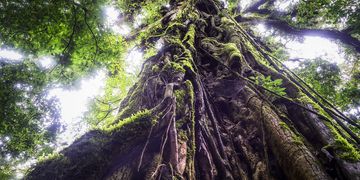 monteverde-canopy-tree-looking-up