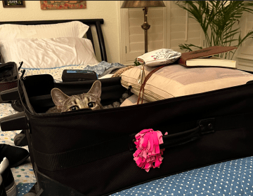 A cat peering over the edge of a suitcase