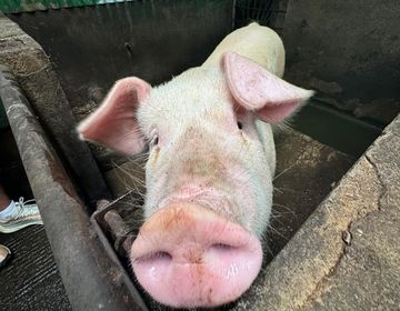 One of the CIEE Monteverde pigs says hello to the students.