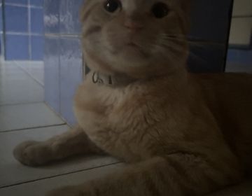 Picture of an orange cat looking at the camera looking like trouble!