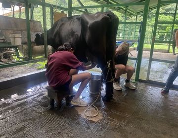 Students had the opportunity to milk one of the CIEE cows. The cow's name is Mocha.