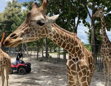 A giraffe at the Safari
