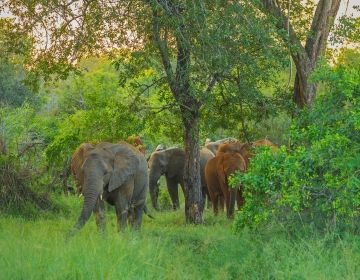 elephants in safari