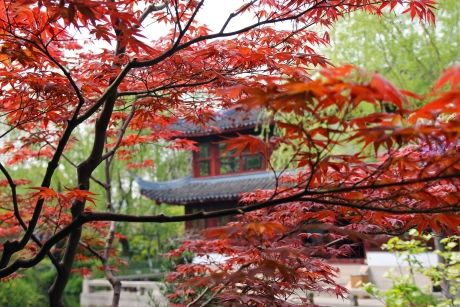 Chinese temple surrounded by fall leaves