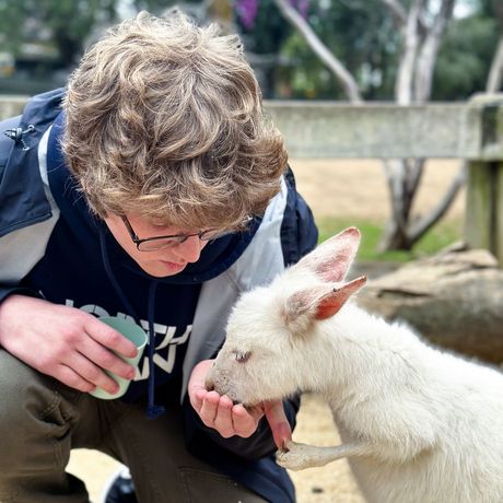 sydney student feeding a kangaroo