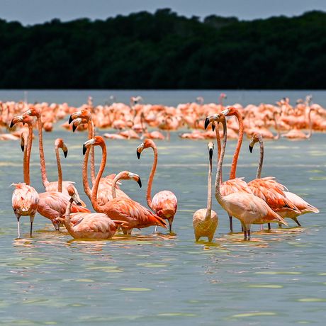 flamingos at ria celestun in yucatan