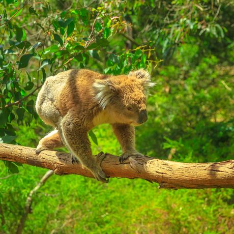 Phillip Island koala