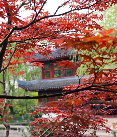 Chinese temple surrounded by fall leaves