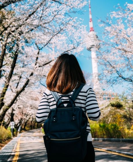 seoul tower cherry blossom