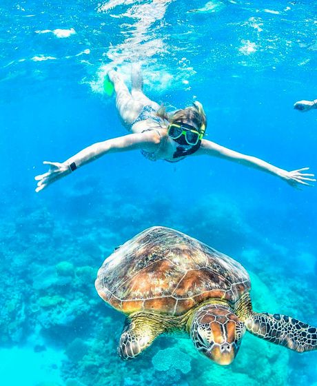 sydney student swimming with sea turtle