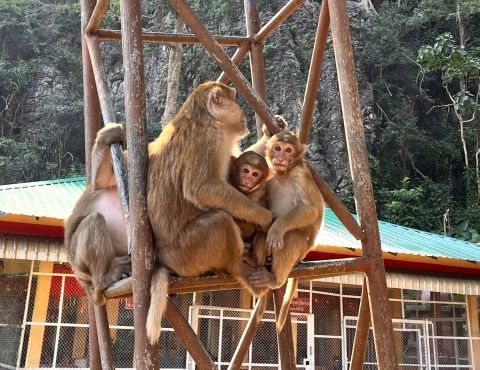 4 monkeys sit on a water tower with a mountain in the background