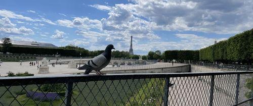Pigeon in Paris