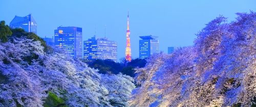 down town japan cherry blossom