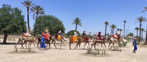 rabat study abroad camel ride