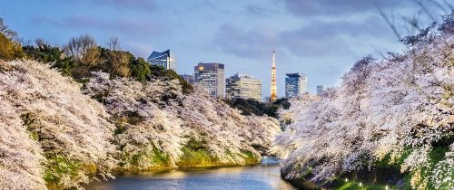 Tokyo Tower in between cherry blossoms