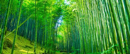bamboo forest walkway kyoto japan