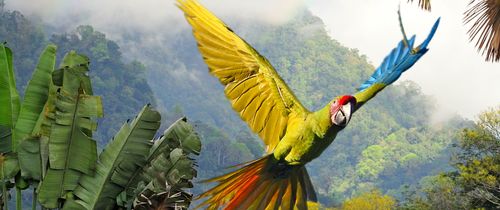 monteverde birds flying