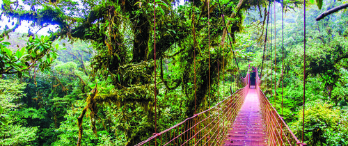 red bridge monteverde rain forest