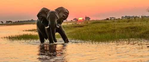 gaborone elephant in river at sunset