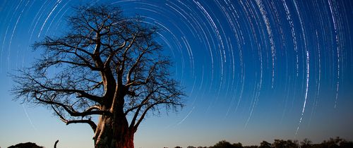 gaborone-bao-bab-tree-star-trails