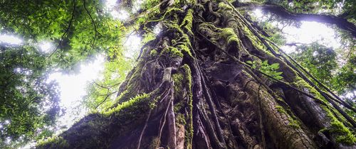 monteverde-canopy-tree-looking-up