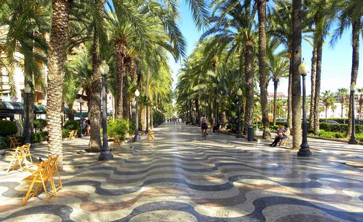 Palm trees in Alicante, Spain