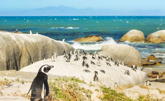 Penguins on the beach in Cape Town