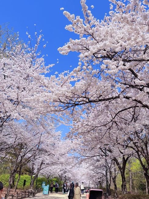 Hidden Cherry Blossoms Spots in Seoul