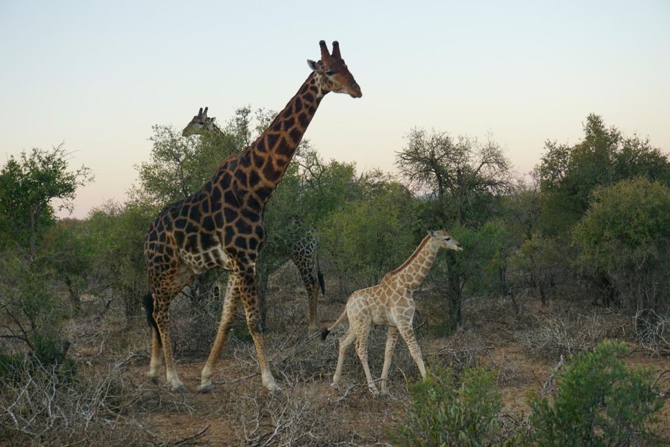 Giraffes-in-Mokolodi