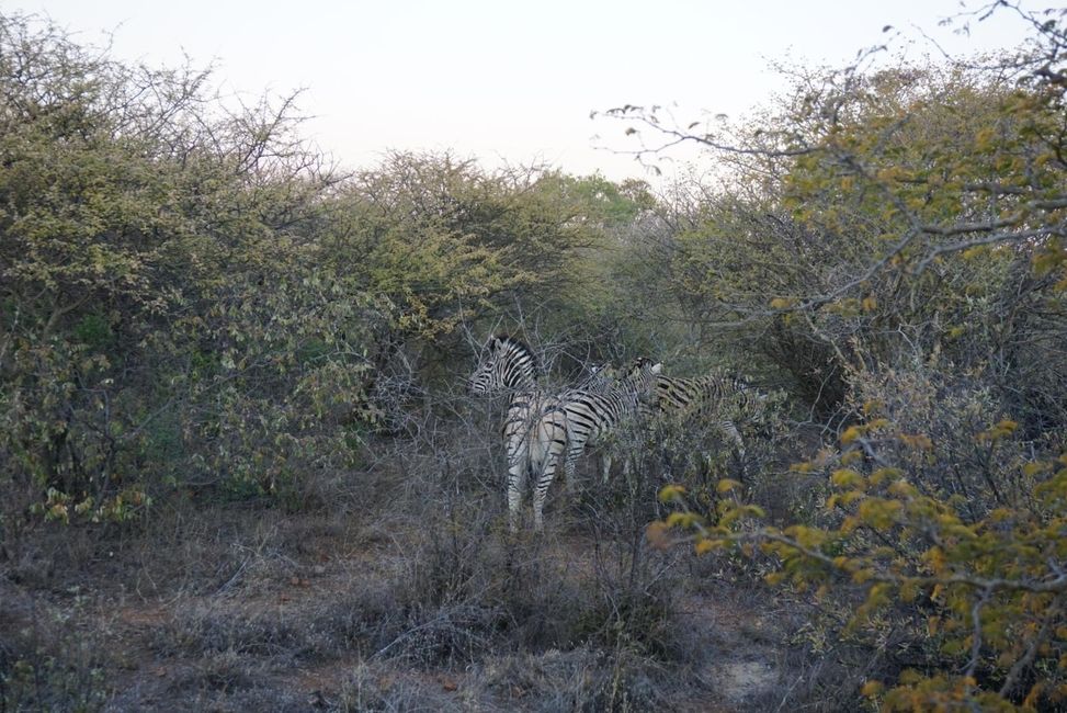 Zebra-in-Mokolodi