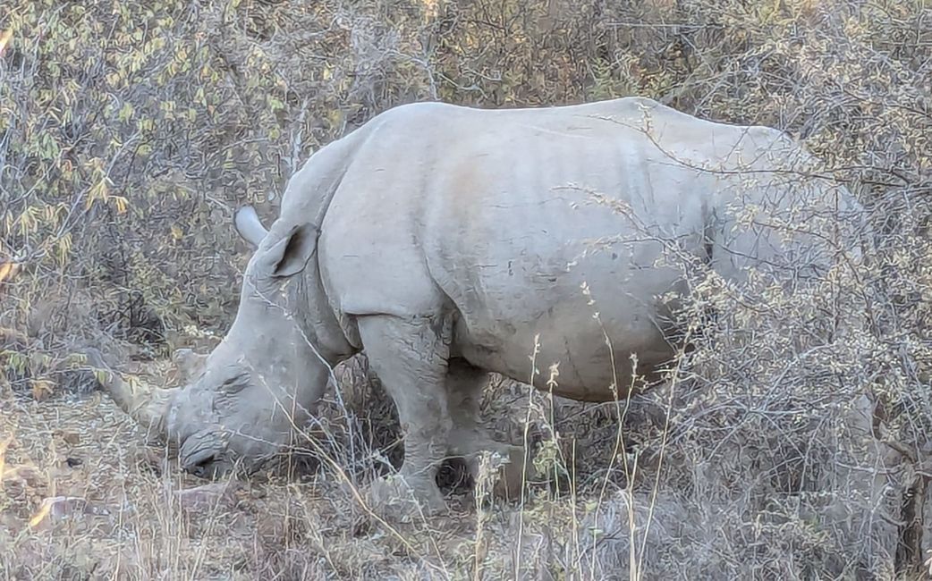 Our first white rhino spotting!