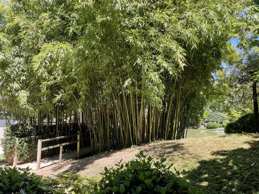 bamboo and a garden path