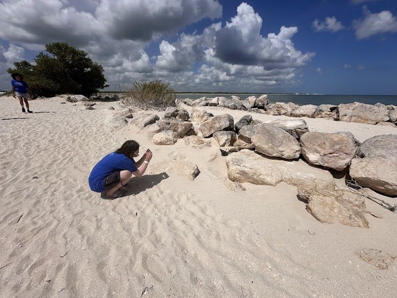 Student is crouched down on sand taking a photo of a lizard on a rock on the beach of Sisal, Yucatan. 