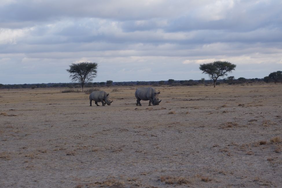 Rhino sighting in Khama Rhino Sanctuary!