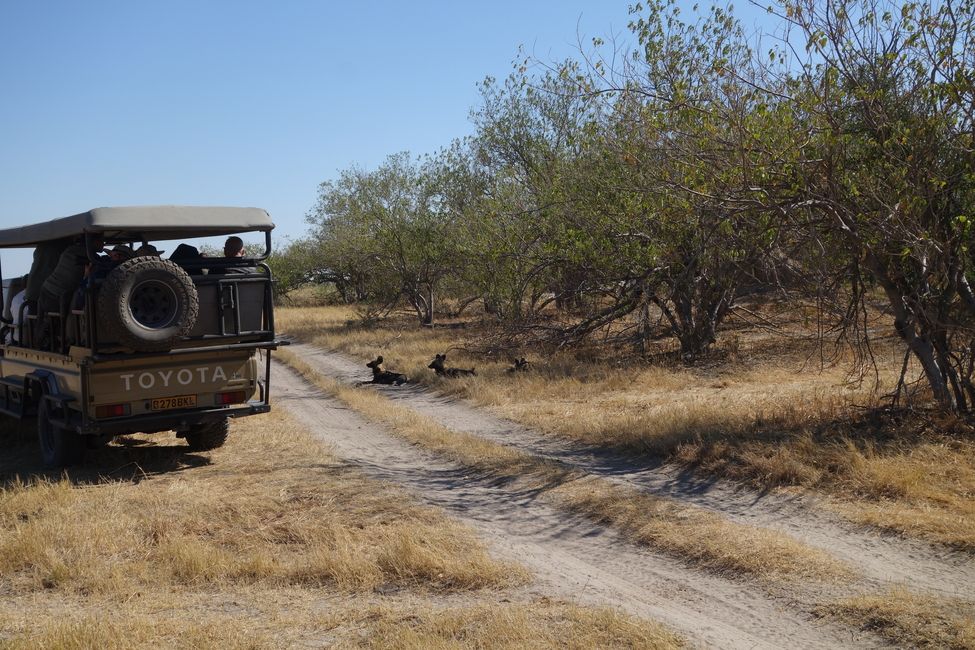 We spotted wild dogs in Moremi Game Reserve!
