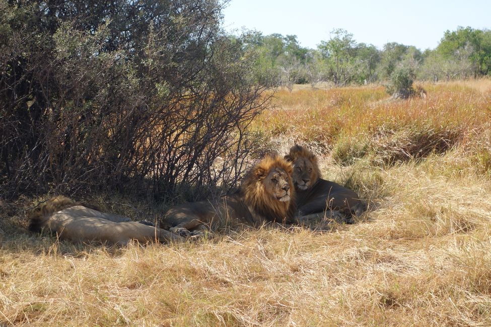 Three male lions relaxing in the shade of a tree in Moremi.