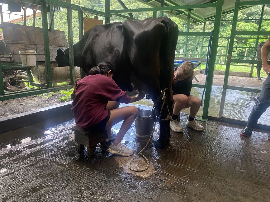 Students had the opportunity to milk one of the CIEE cows. The cow's name is Mocha.