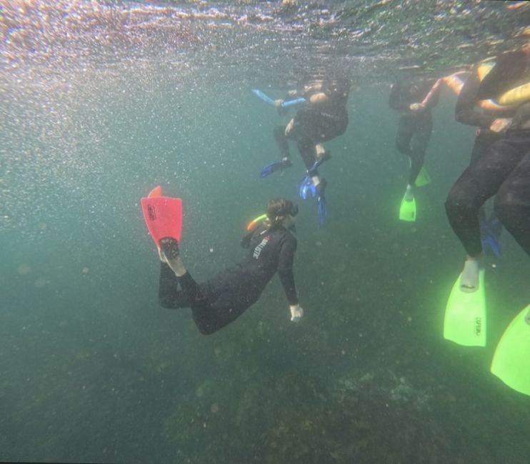 Students snorkeling at Shelly Beach!