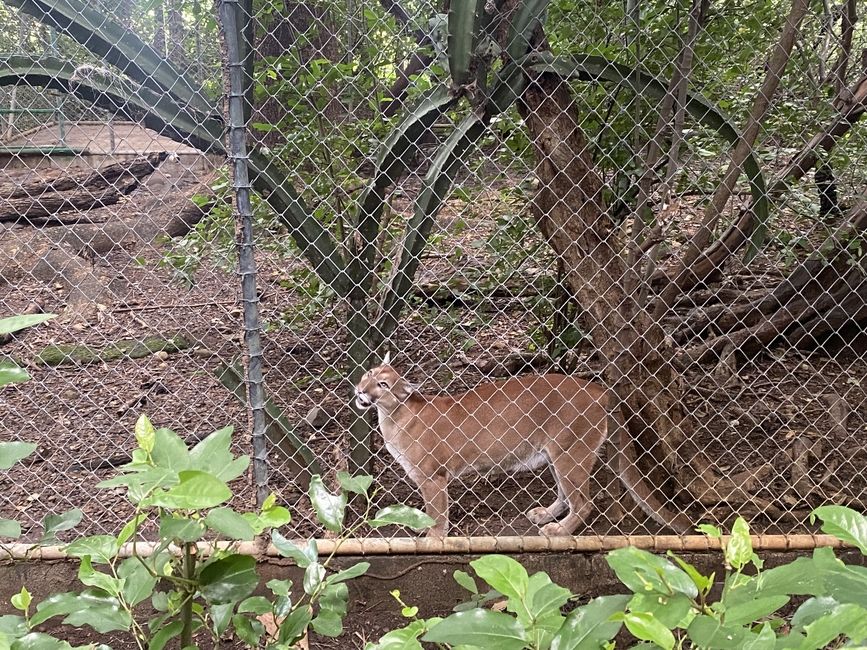 A puma the was rescued by the Puma Rescue Center