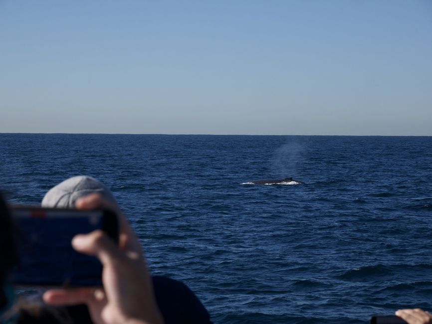Students whale watching! Can you spot the Humpback whale? 