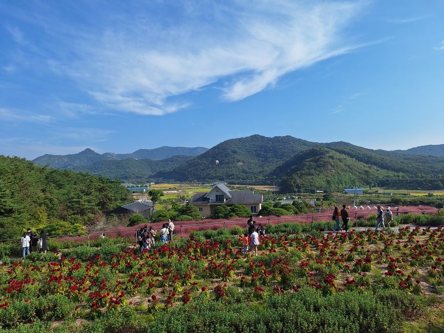 The flowers in the pink muhly farm