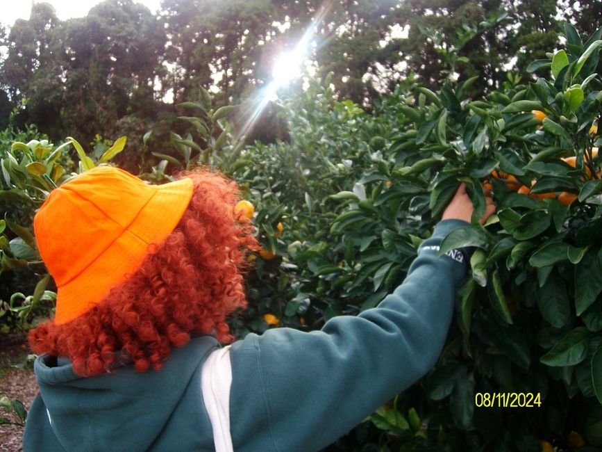 Tangerine picking